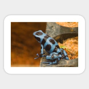 ola blue frog garden Sticker